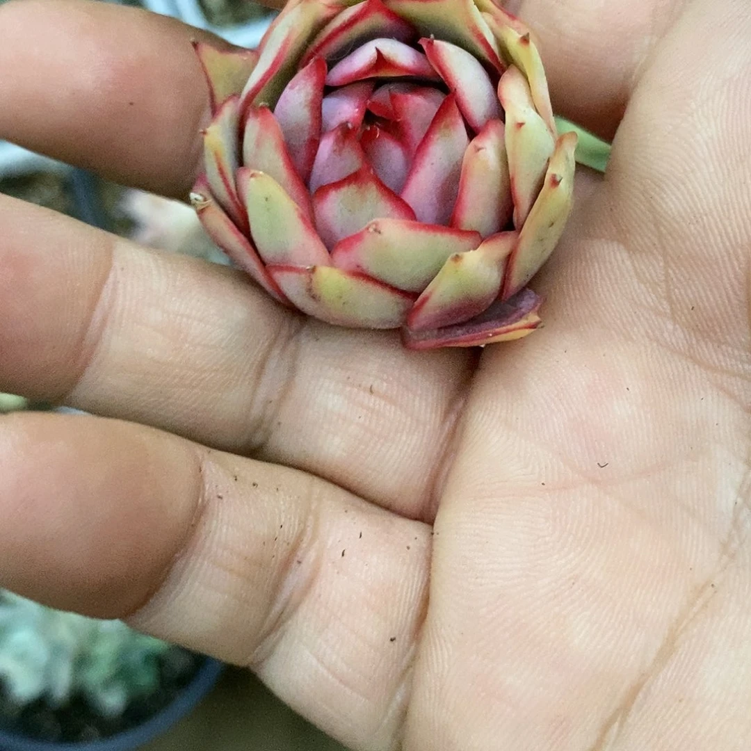 大*糖617宝莲灯锦多肉植物哇啦塞