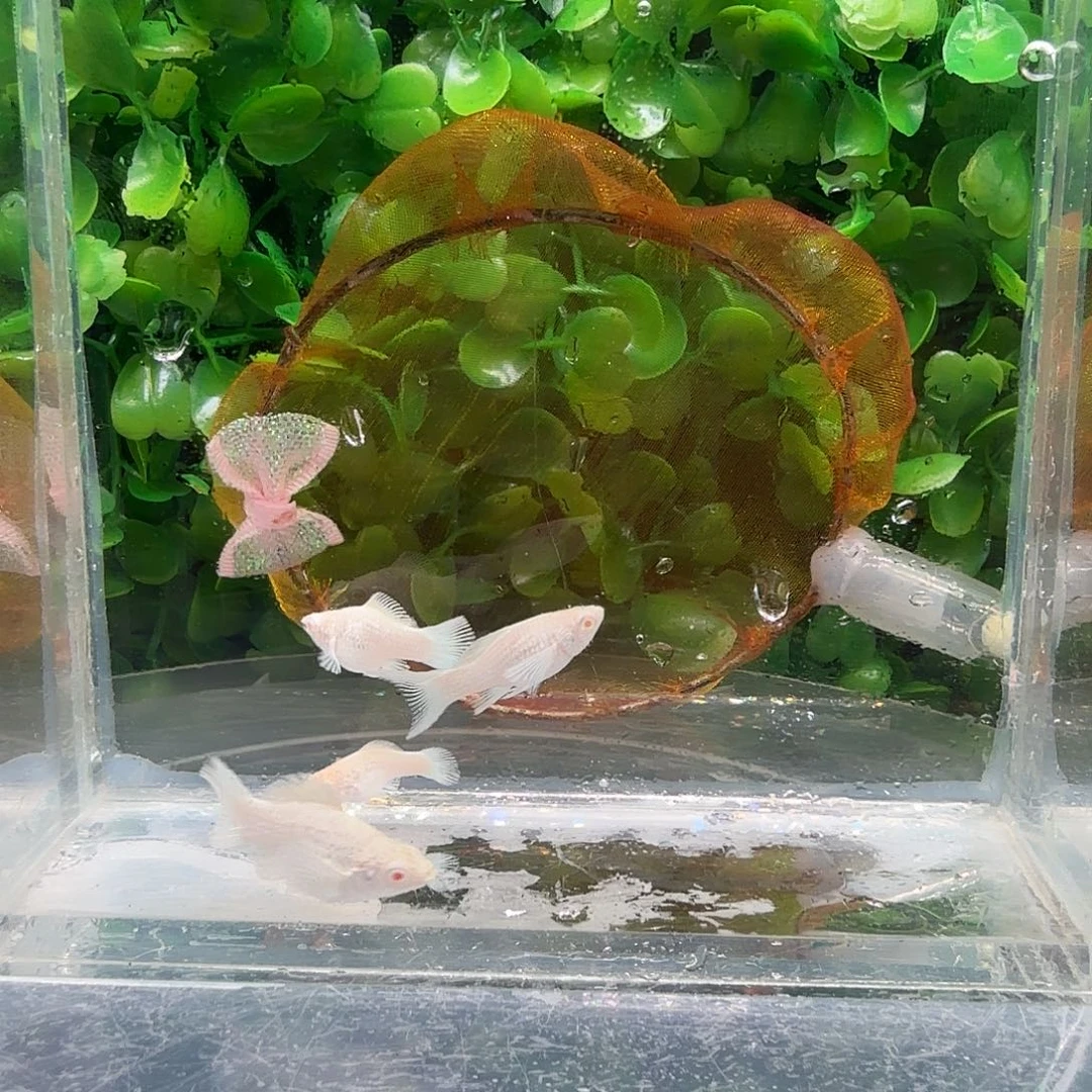 孔雀鱼瓷白粉钻苗4条不分公母