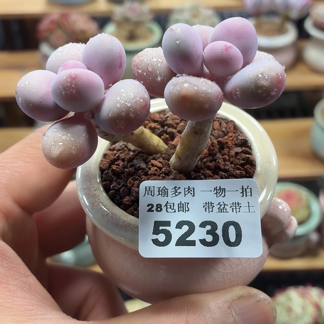 5厘米盆精控多肉植物5230