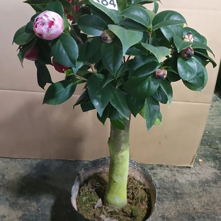 684五色，墨川，原盆原土发货