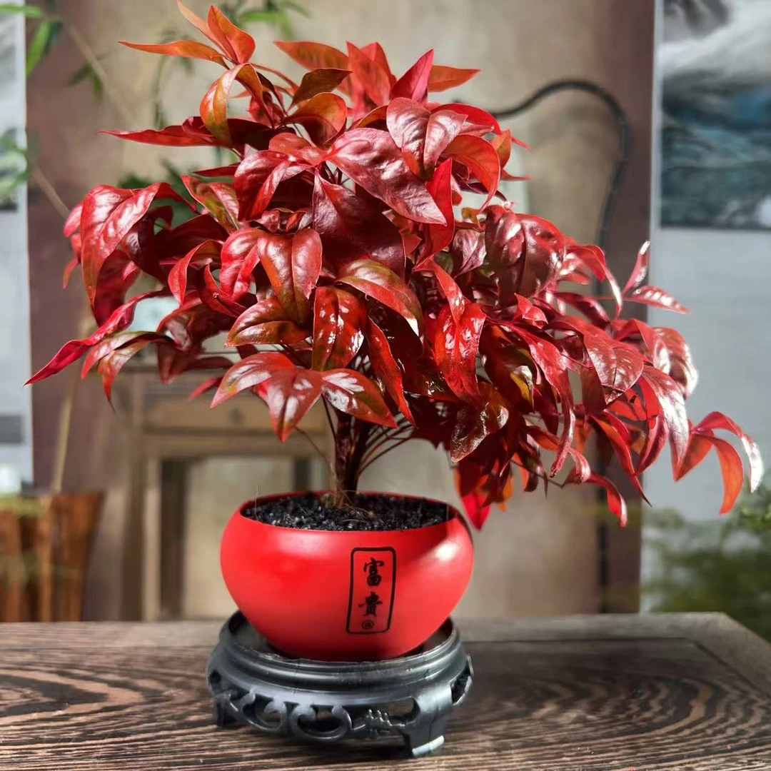 火焰南天竹盆栽观叶盆景四季观叶耐寒美观适合书房办公室桌面摆放