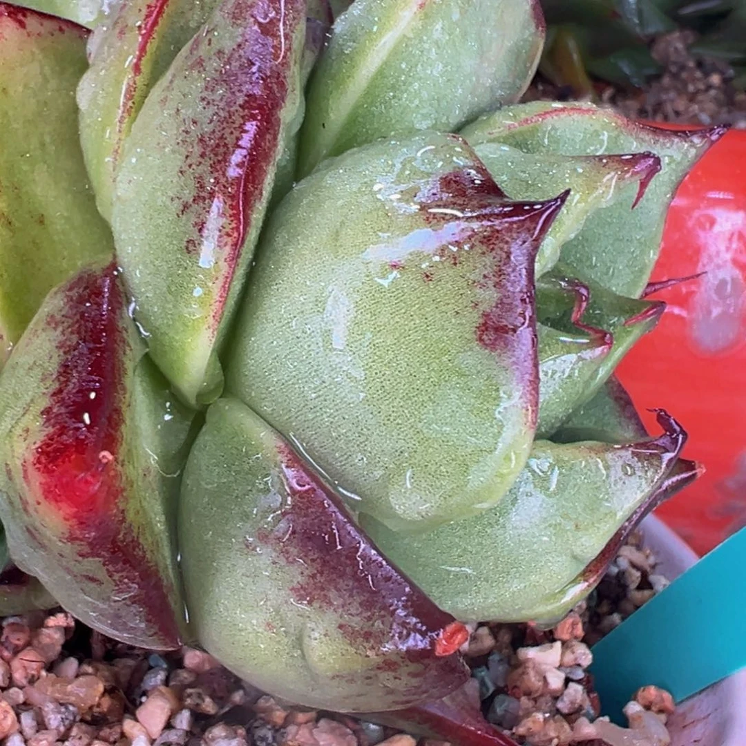 陌**开多肉一物一拍0624-300卷