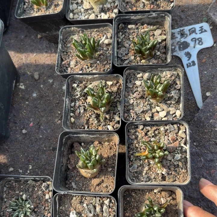 实生黑牡丹好养皮实