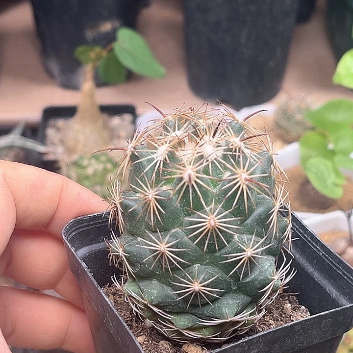 顶花球实生球一颗5cm