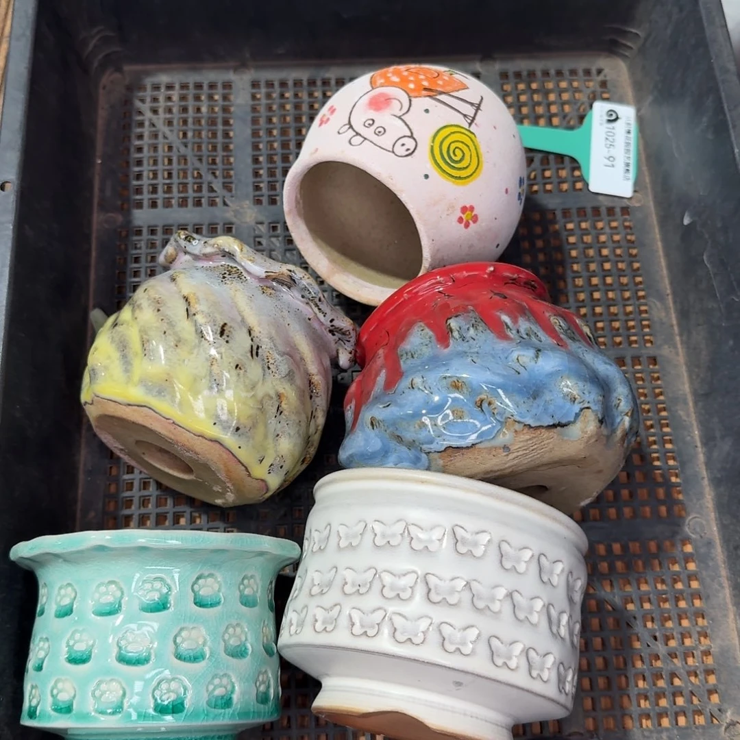 从前慢多肉精选编号1025.91