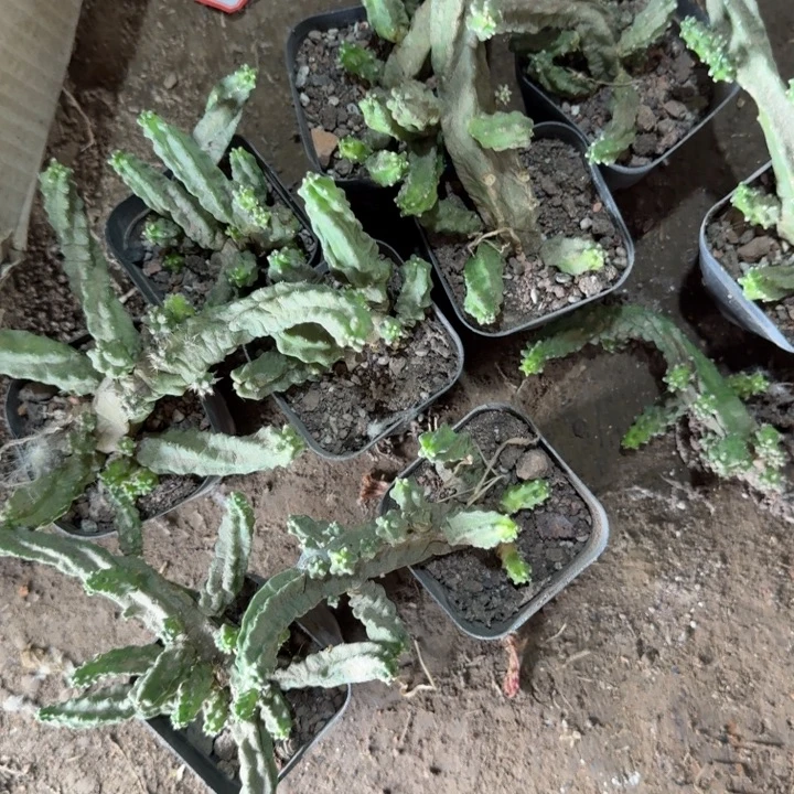272水仙情郎脱土发货很瘦很软不好，20包邮
