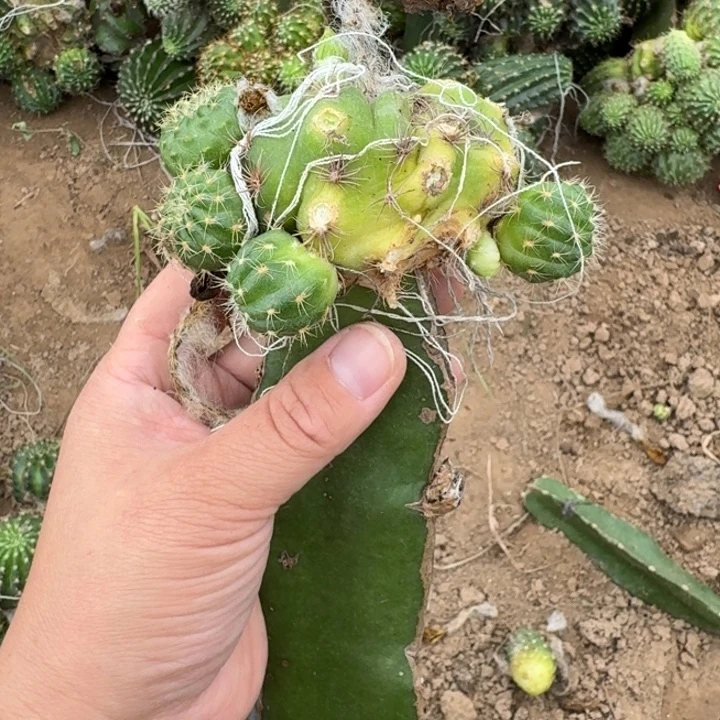306新品丽花修柱子发货掰过侧牙不好
