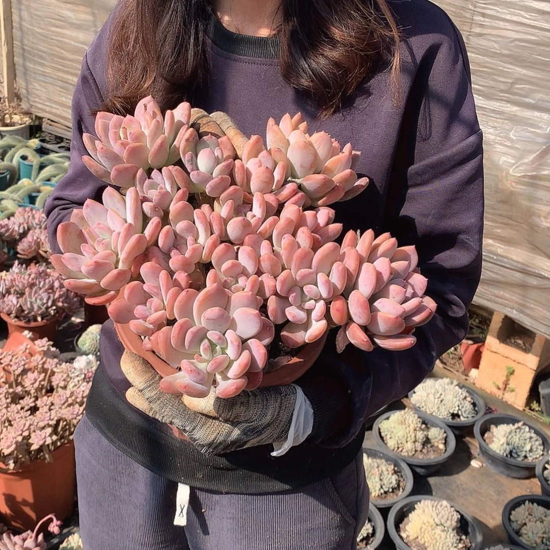 上色的灰姑娘29米  年底福利