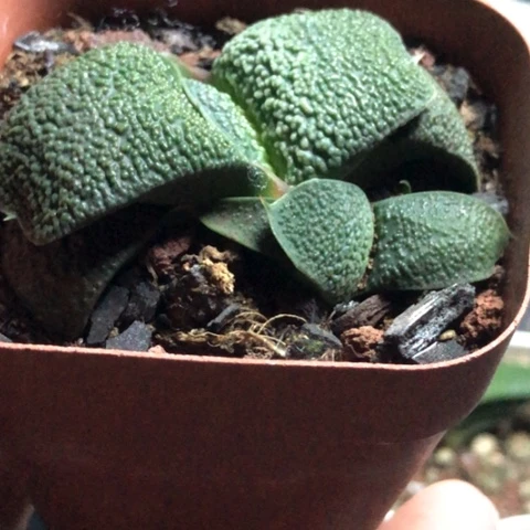 九*特大油蜗牛带盆发货