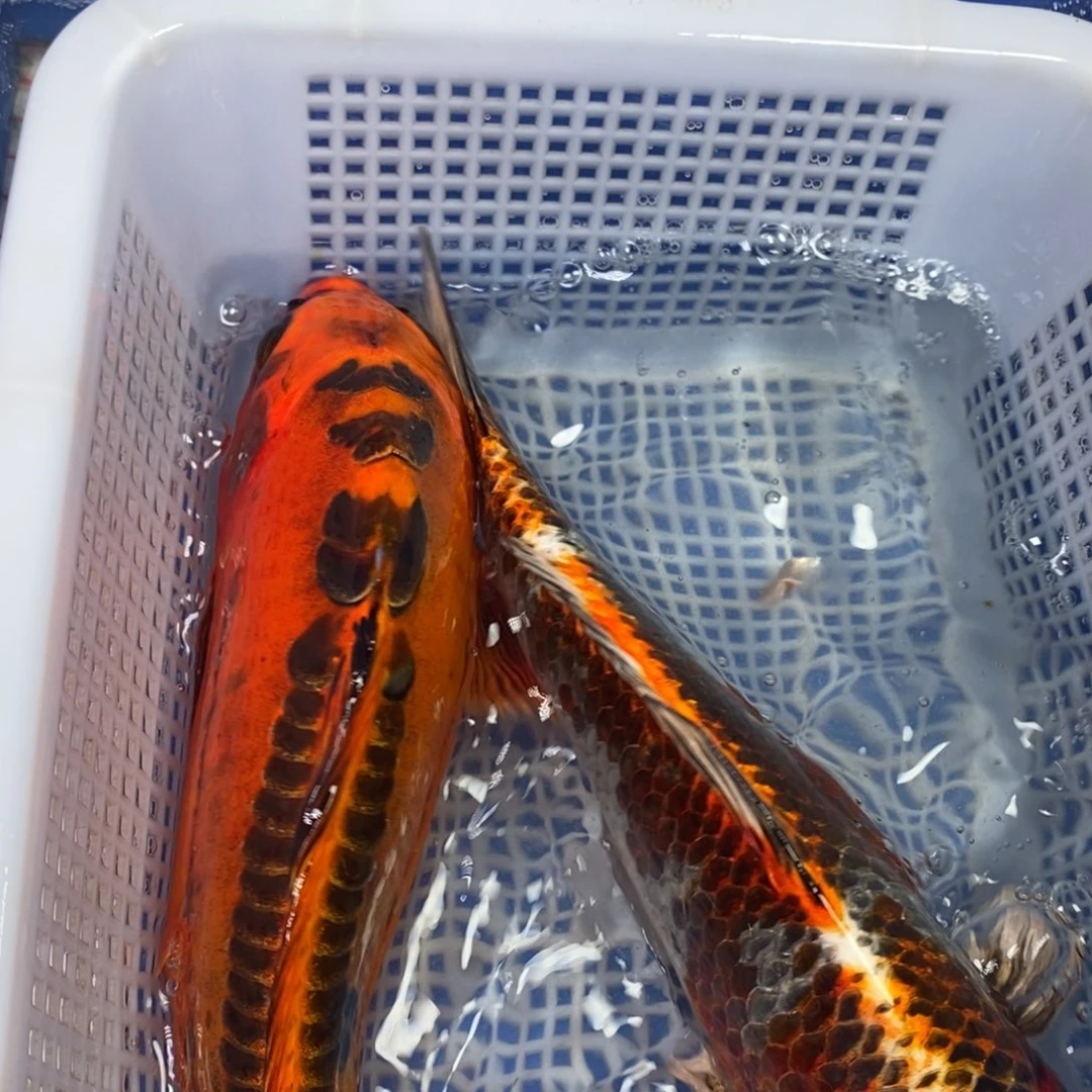 锦鲤冷水锦鲤包邮