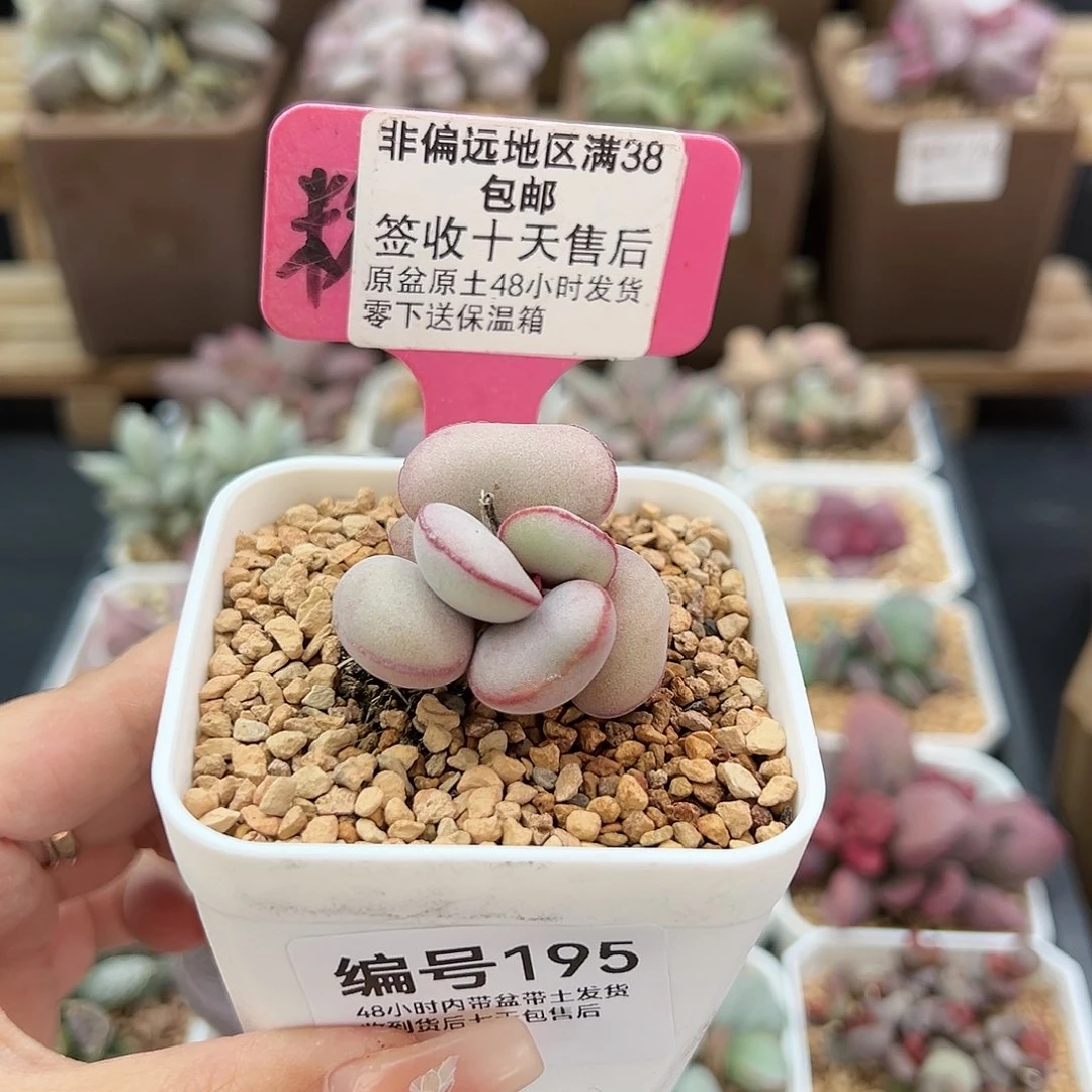 195白肌红蛋多肉植物