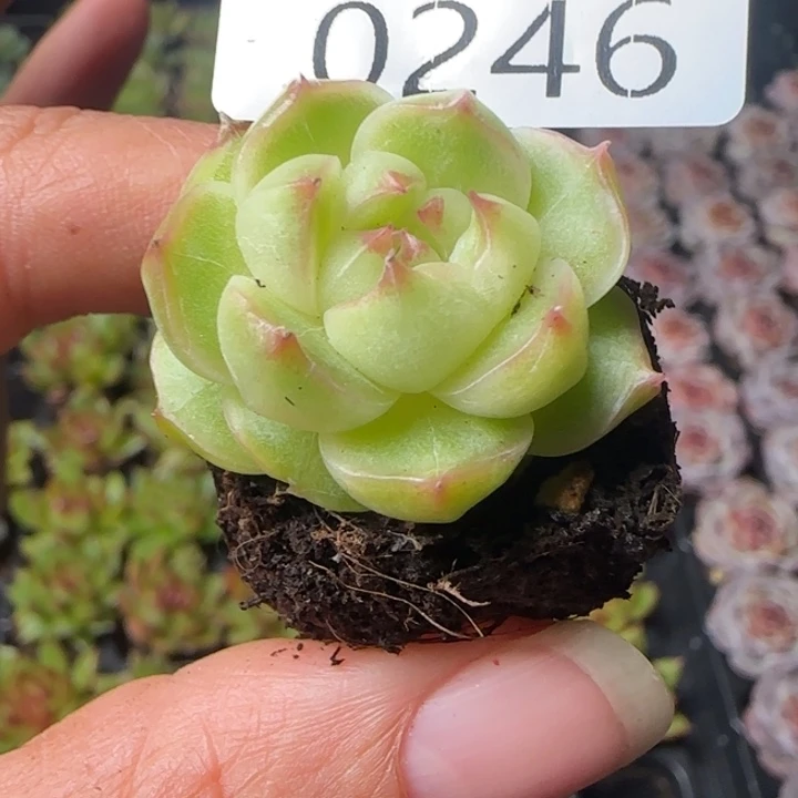 新店开播福利全场¥9.9包邮246