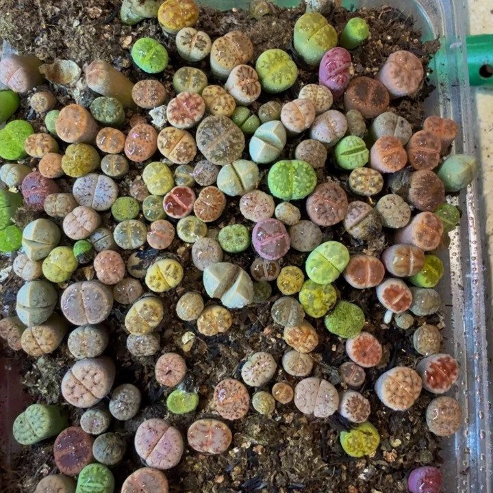 多肉植物的生长101