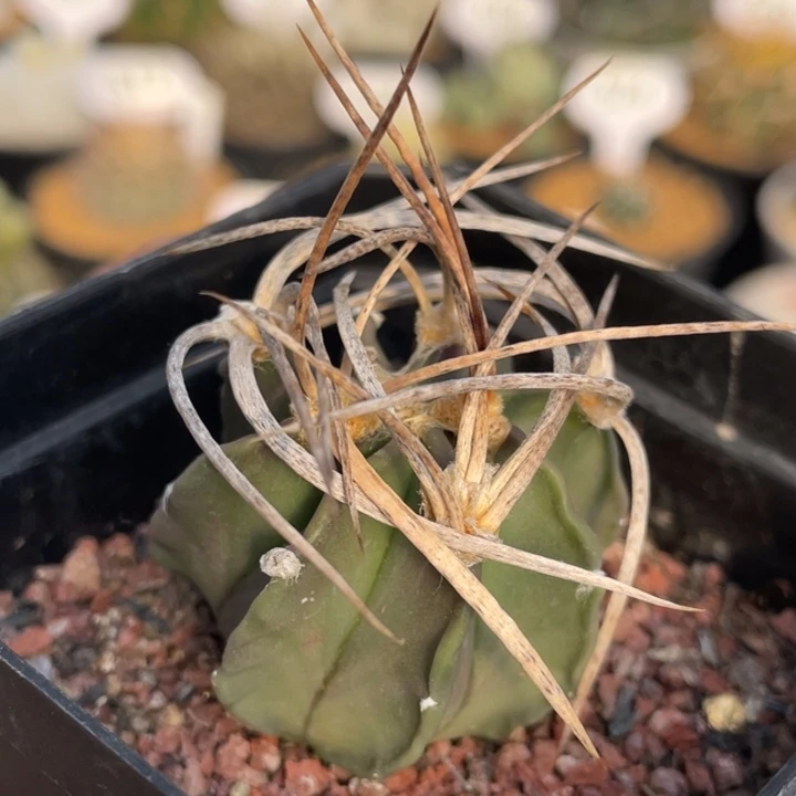 水牛大凤玉          实生根