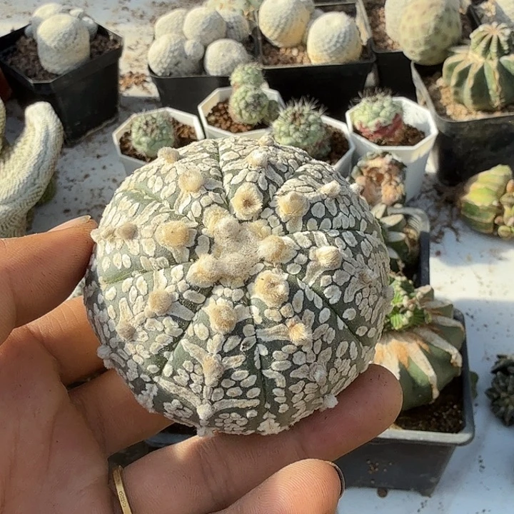 ｖ，兜仙人球开花嫁接无根