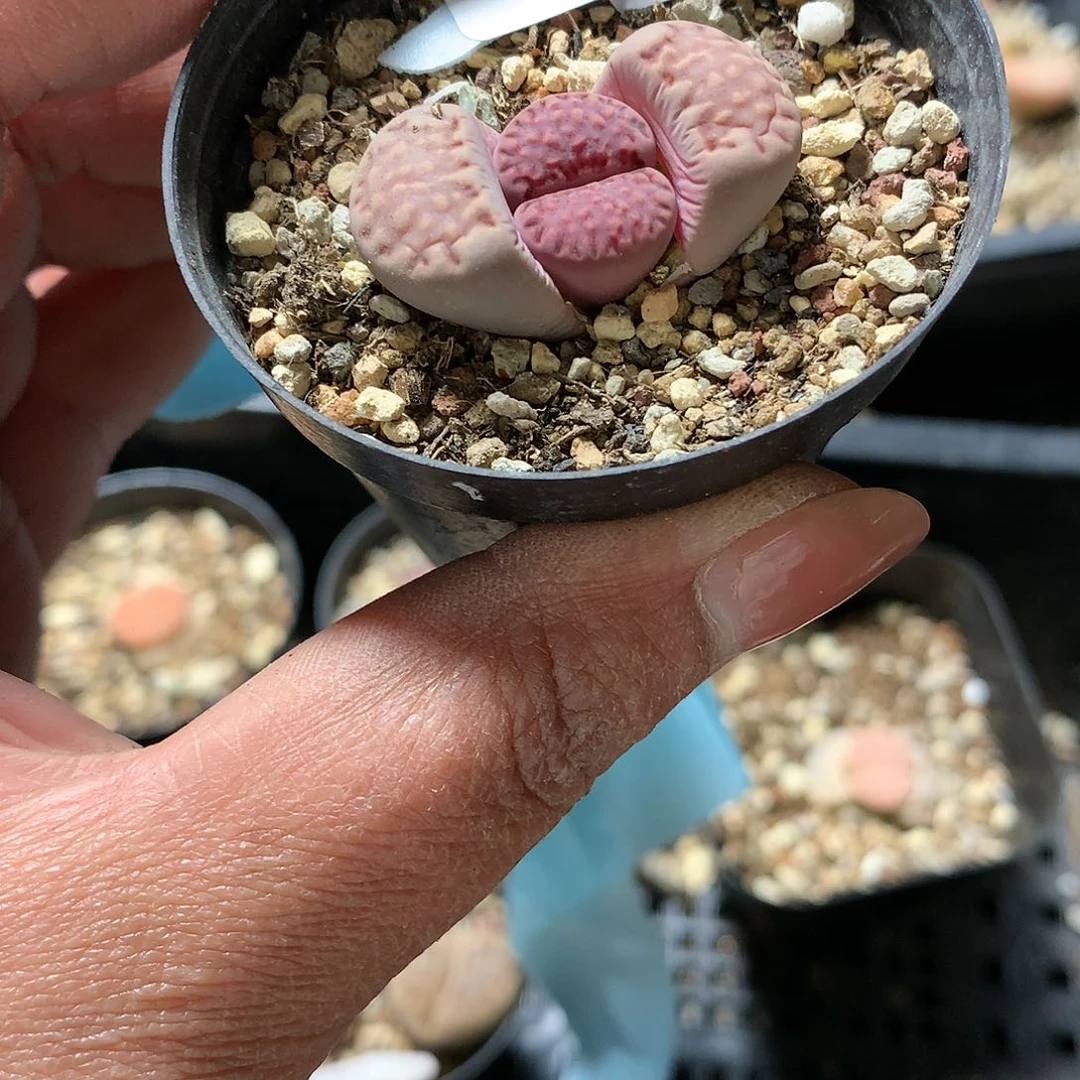 H04多肉植物保护研究所