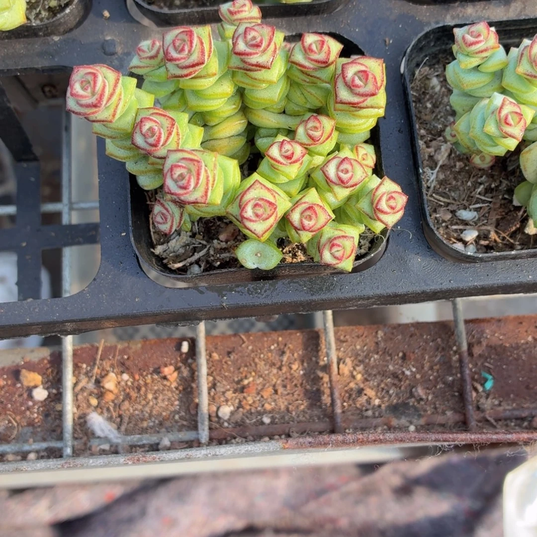 钱串多肉9.9包邮发货