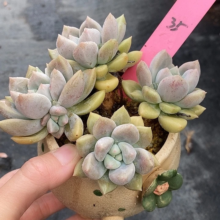 往**生35多肉植物老桩11