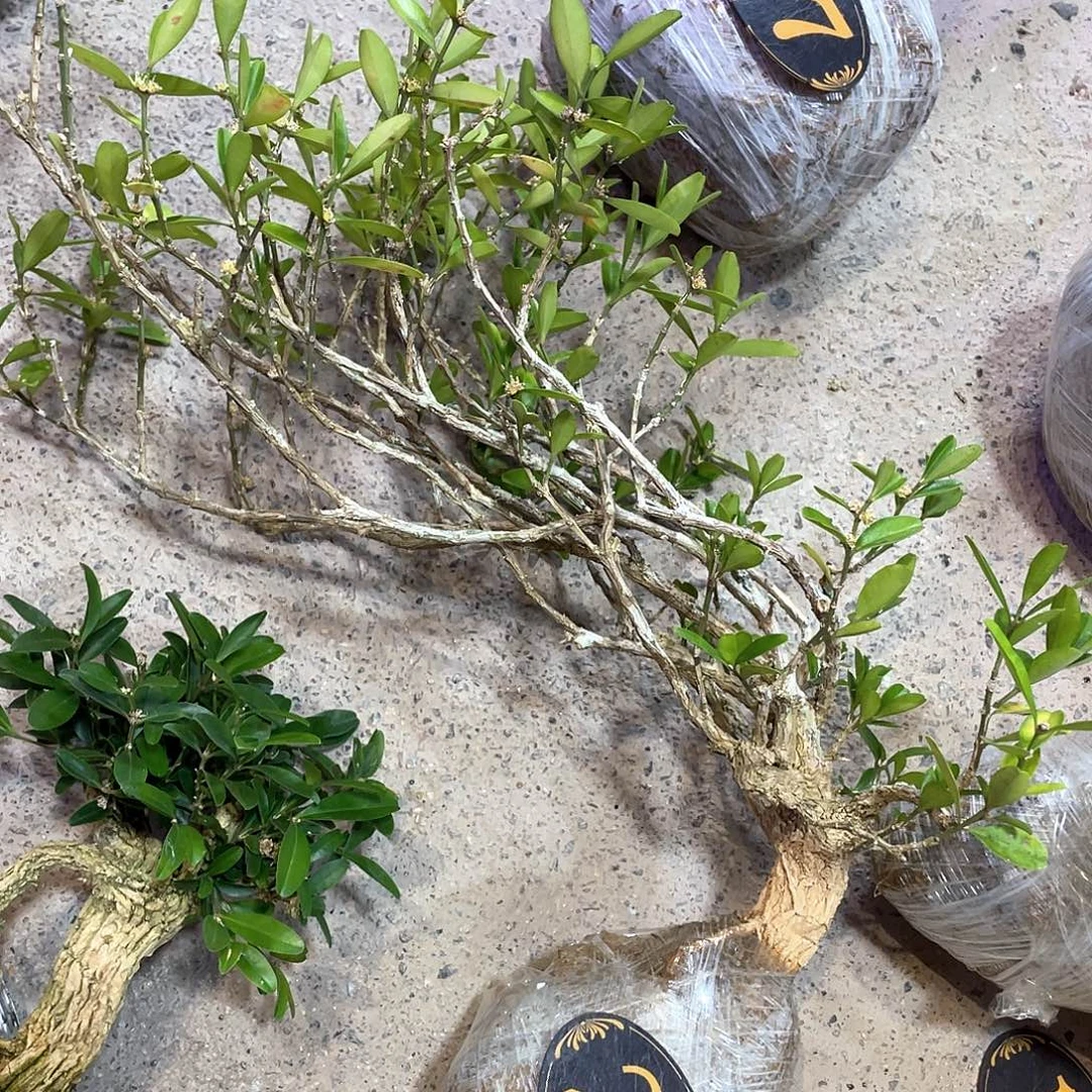 大***亚无花朵一起为小仙女助力加油