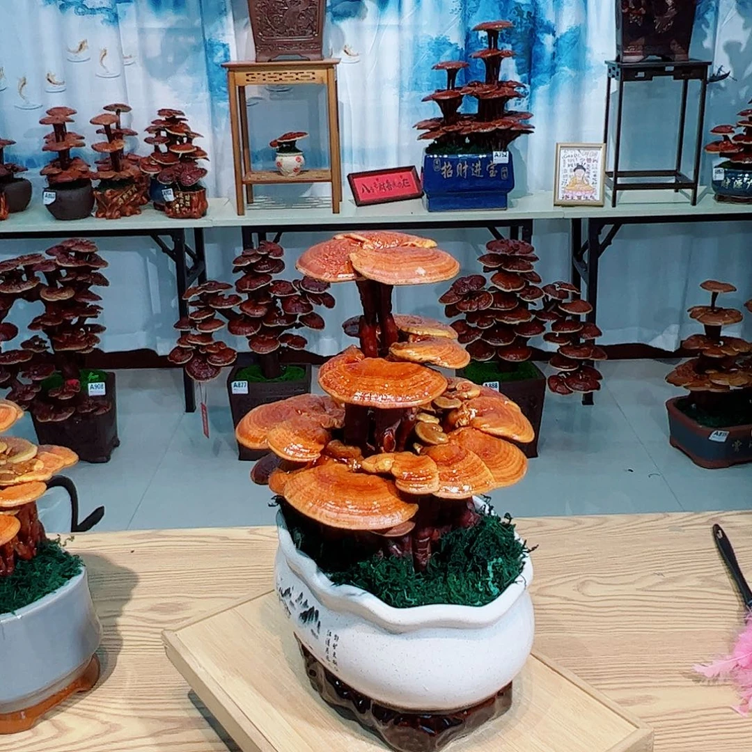 无花朵灵芝盆景111111