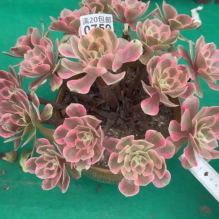 0759男神多肉植物
