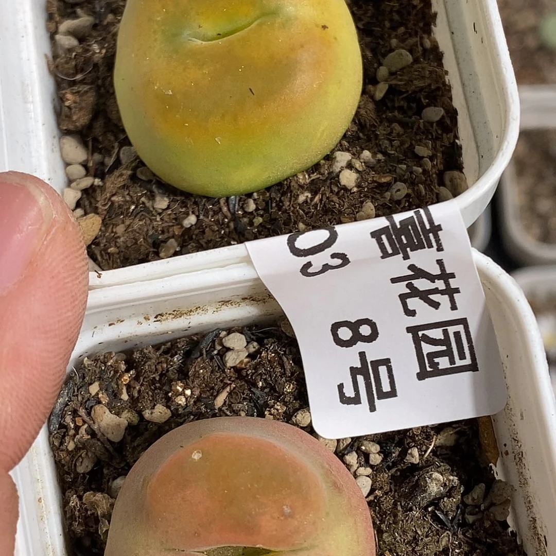 0903-8-蟠桃福利。