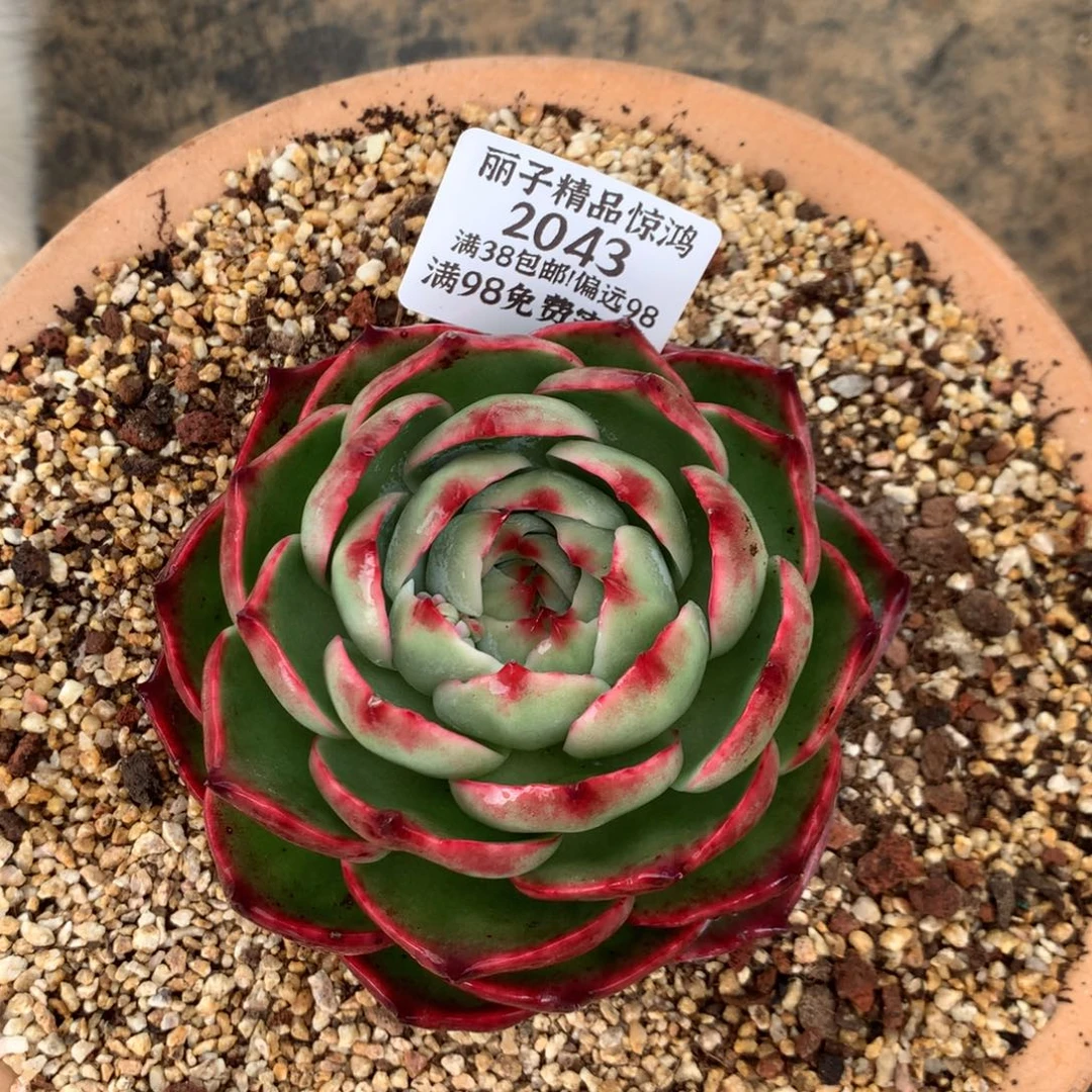 2043号多肉植物惊鸿9