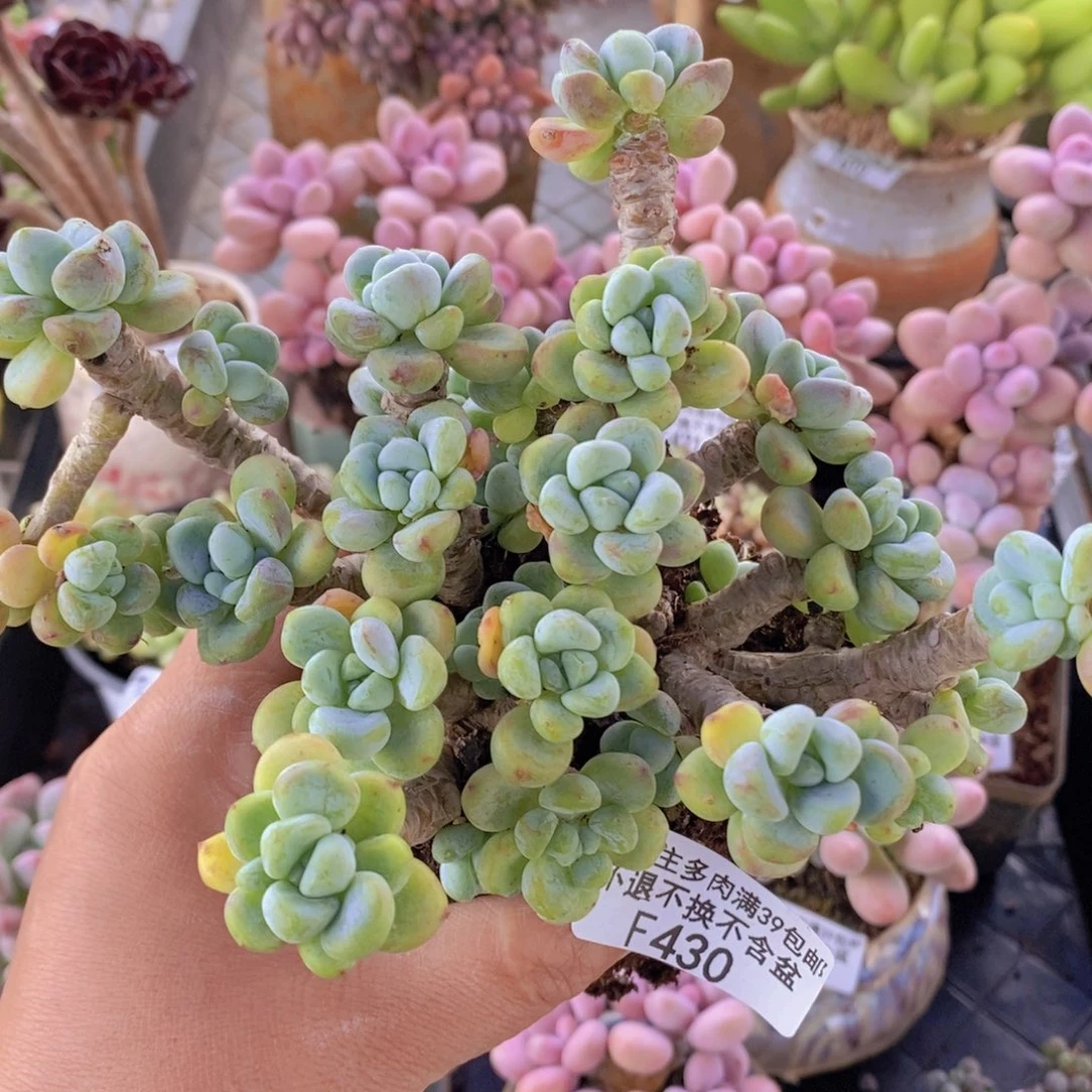 劳尔老桩11cm430多肉植物