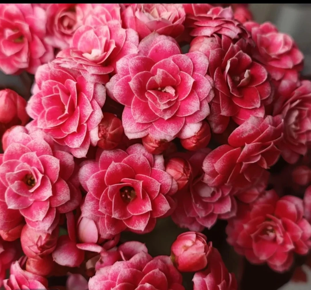 【鸳鸯锦】110盆稀有长寿花盆栽