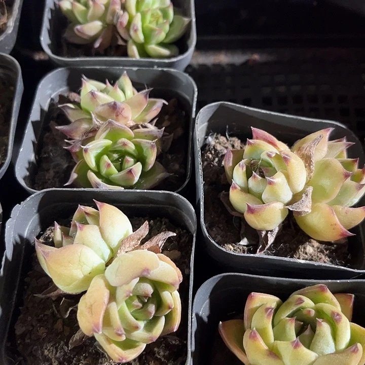 鸵鸟一颗带盆土发