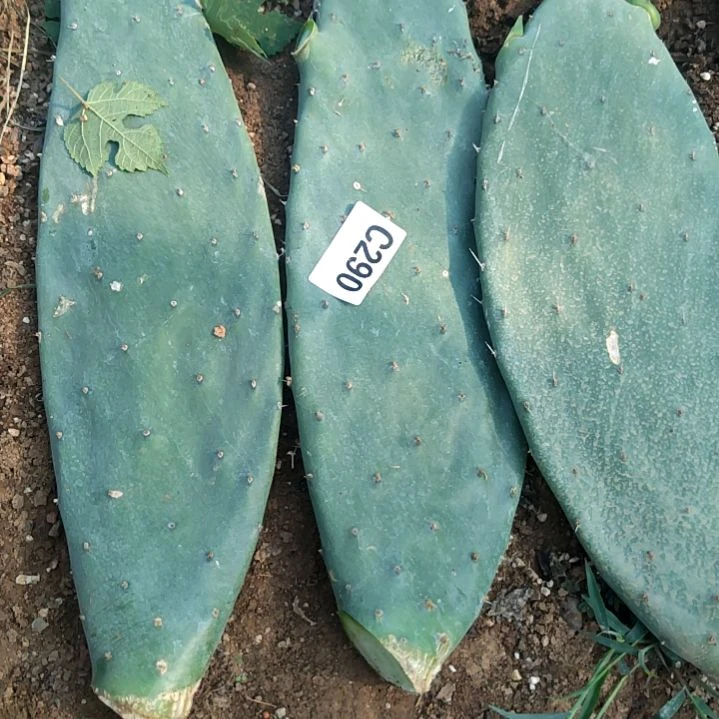 用****活仙人掌片三个290