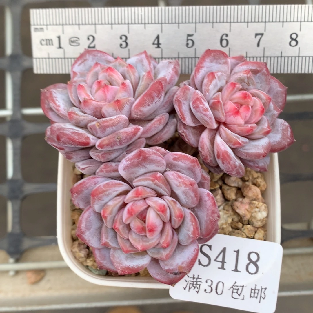 418三头玉芙蓉冠服7.5