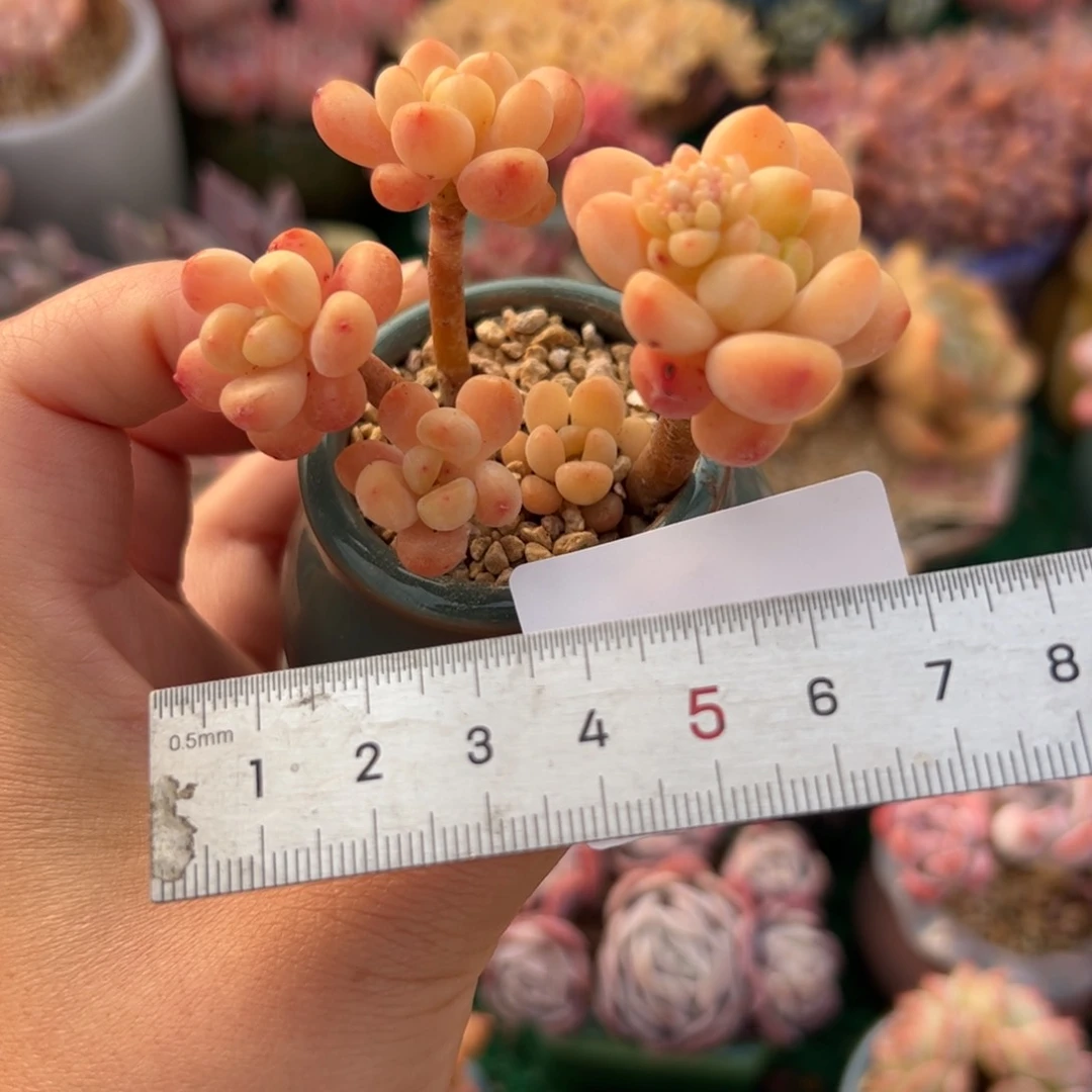 青**一578 多肉植物组合盆栽