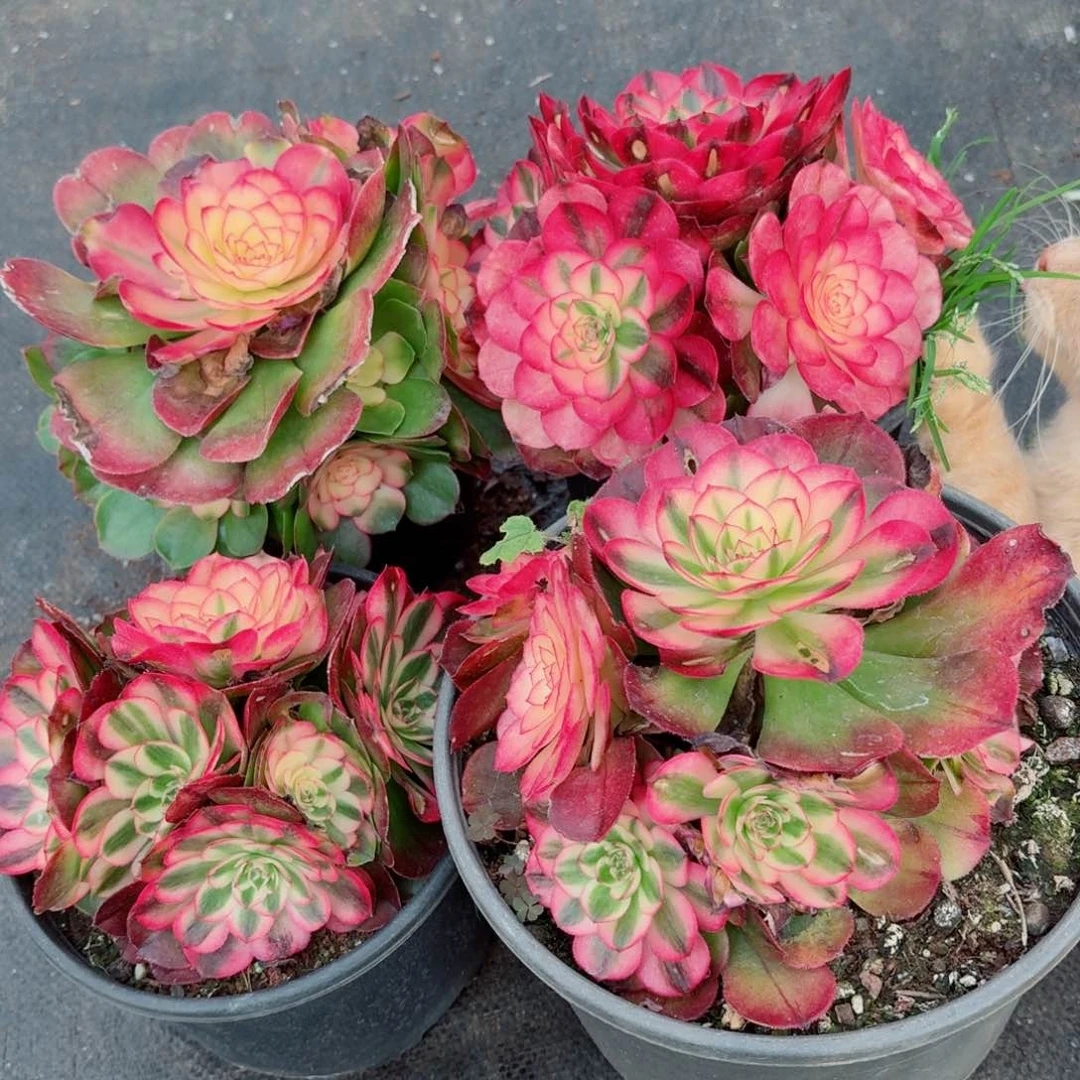 180荔枝福利多肉法师量拍