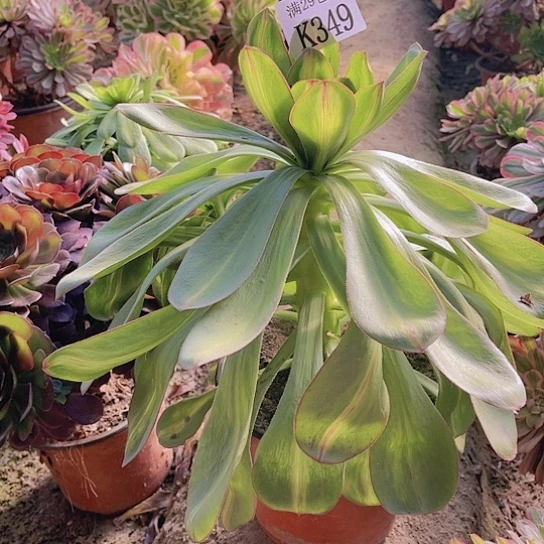 349艳姿中班多肉植物