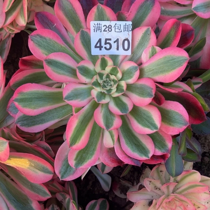 4510南女郎多肉植物