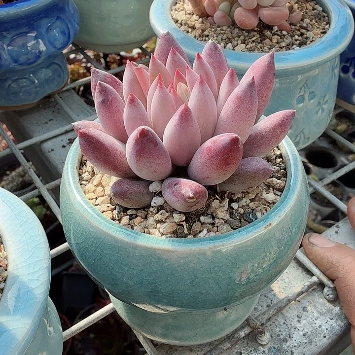 车厘子带盆多肉植物