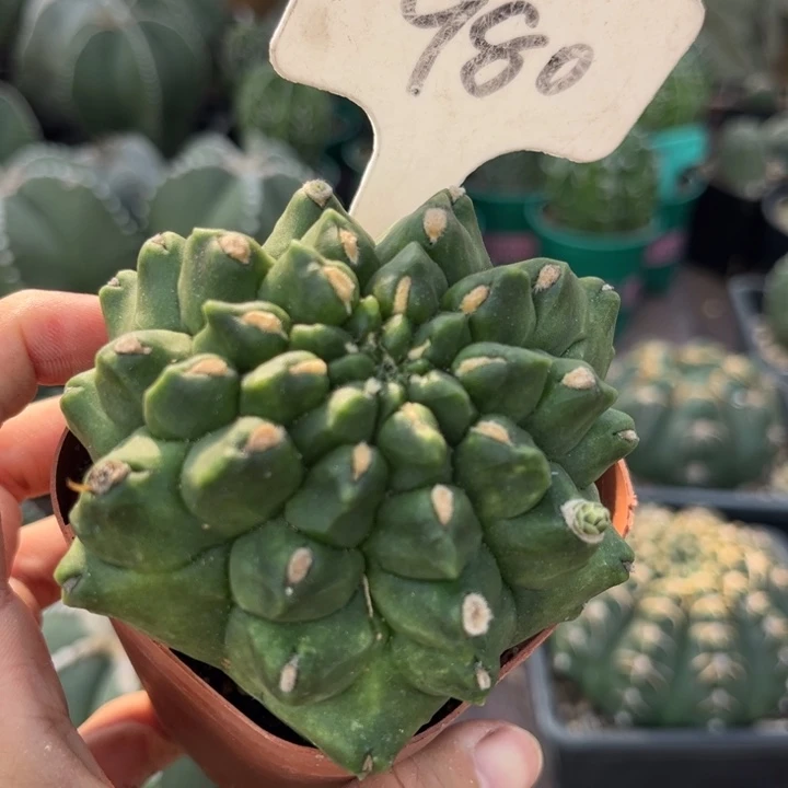 完全开放980绿宝石