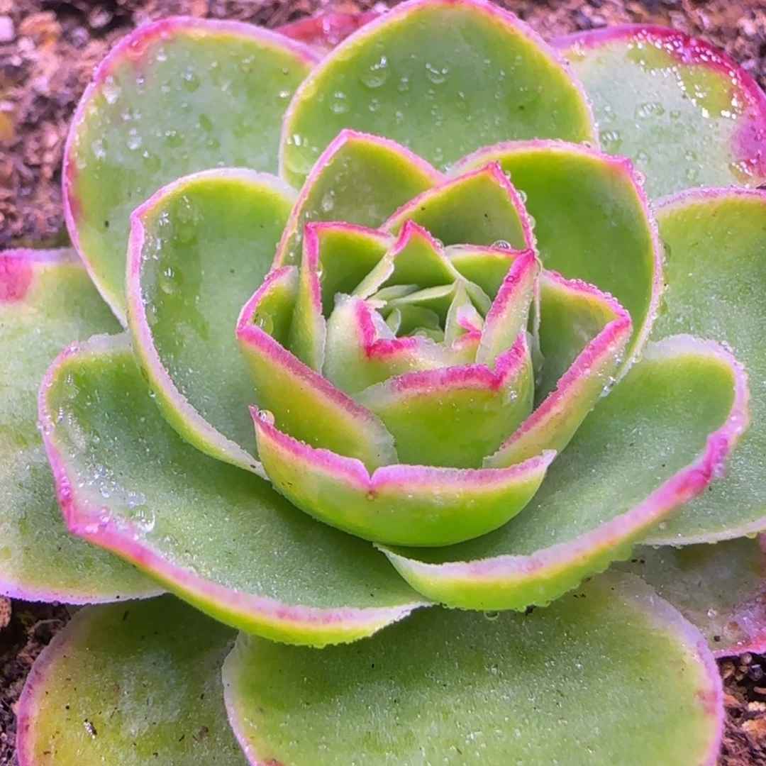 荷花玫瑰4厘米11313434242