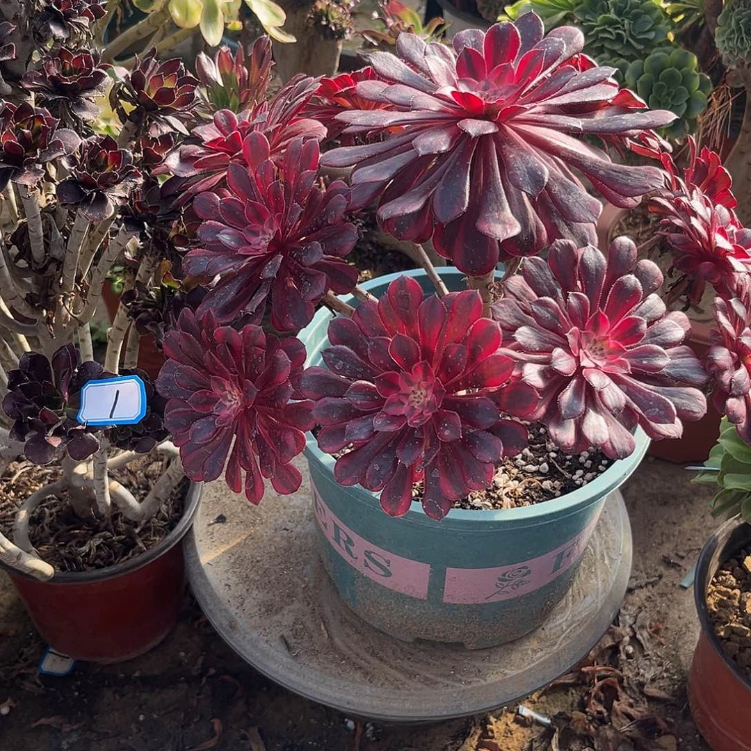 7黑铜超白法师多肉植物