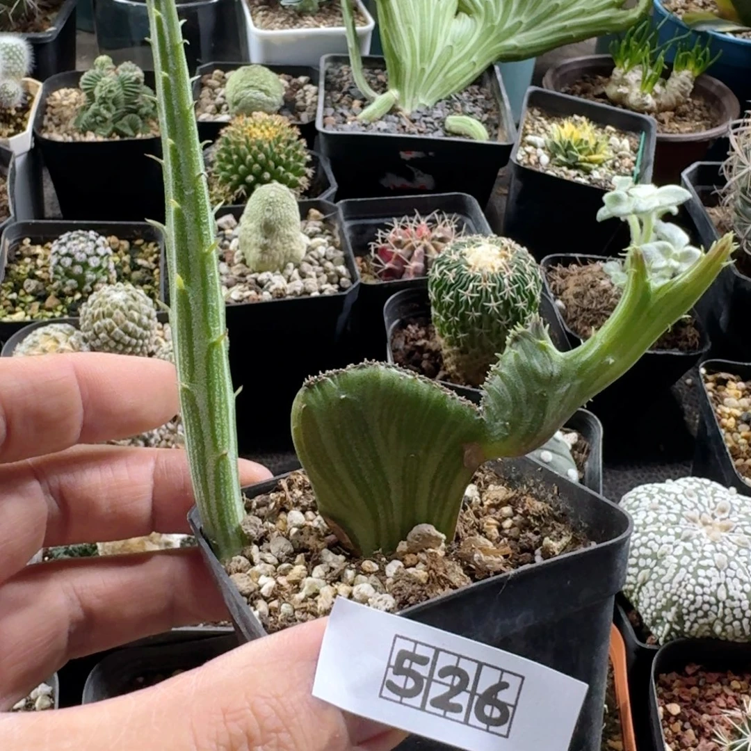 526天龙缀化带盆发货