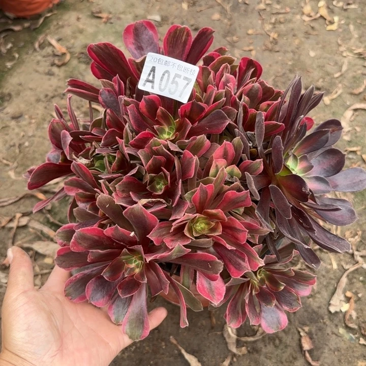 蒙娜丽莎……多肉植物……