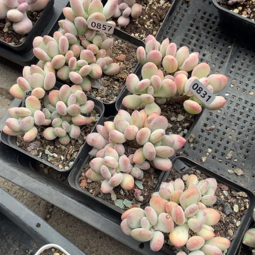 三日月群生一颗多肉