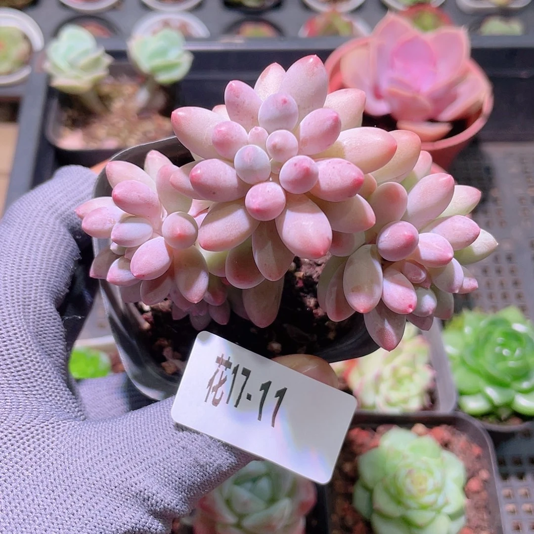 花利美17-11婴儿手指