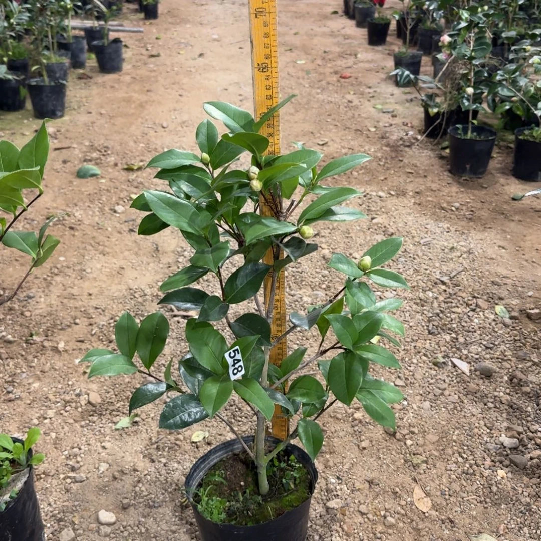 少量花朵（建议范围：2朵-5朵 或40%以下）548姚黄