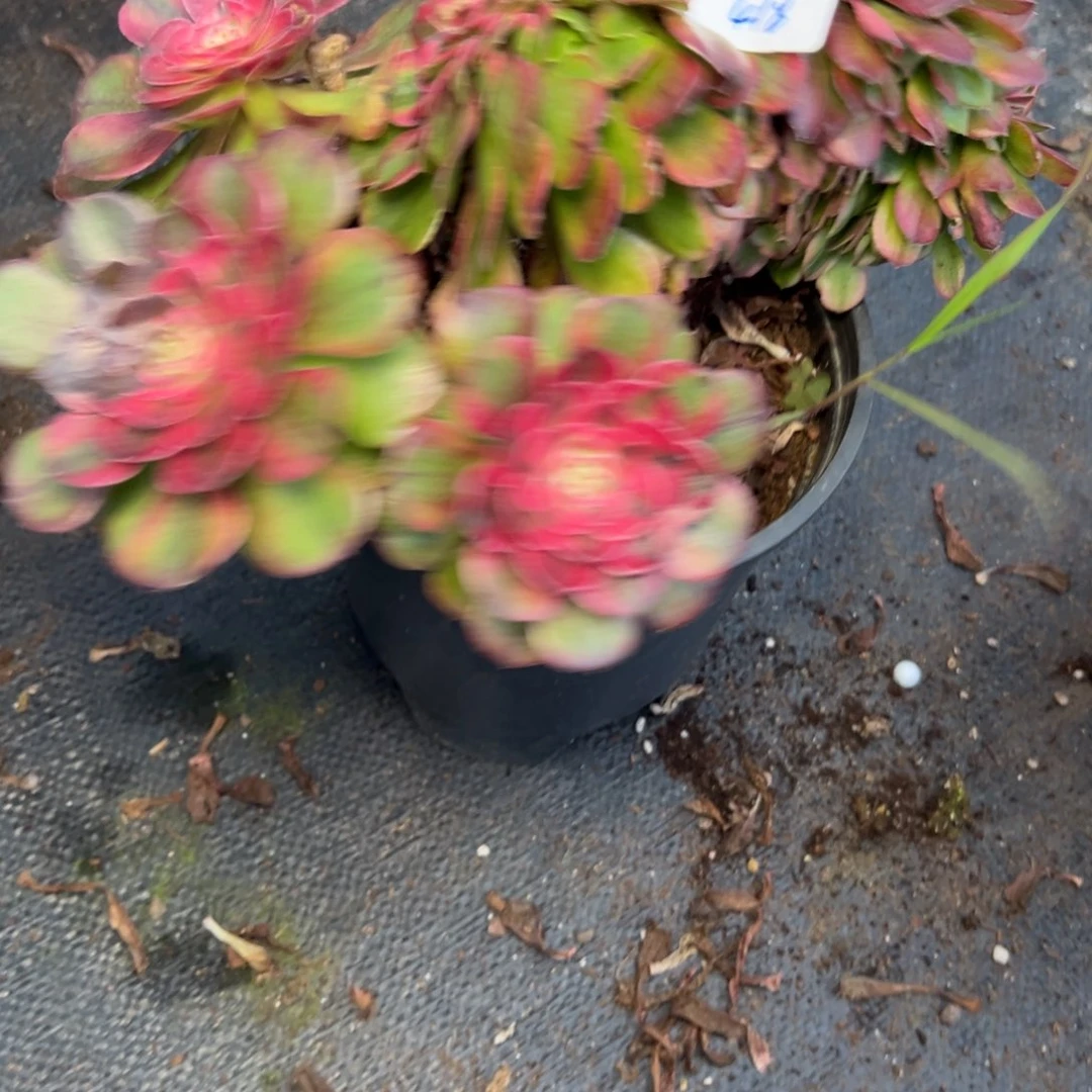 思***宇418荔枝缀多肉椅子