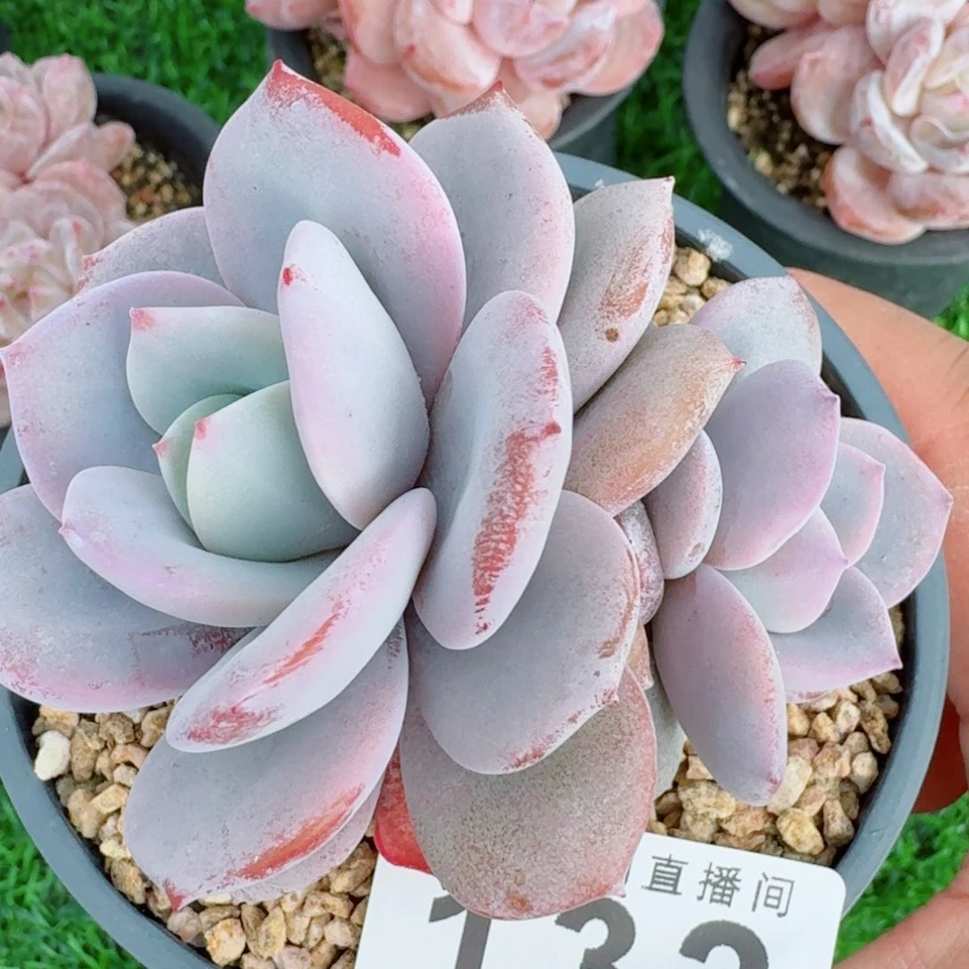 双头奶茶      愿你一路坦途，乘风破浪展宏图