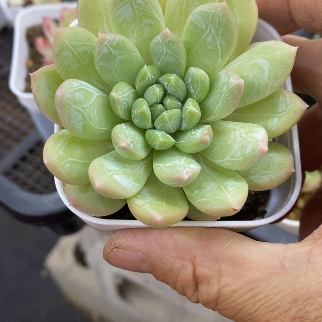 精品多肉一物一拍不包整64