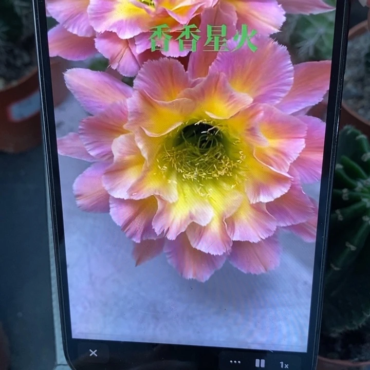 彩草星火侧芽3.5公分左右