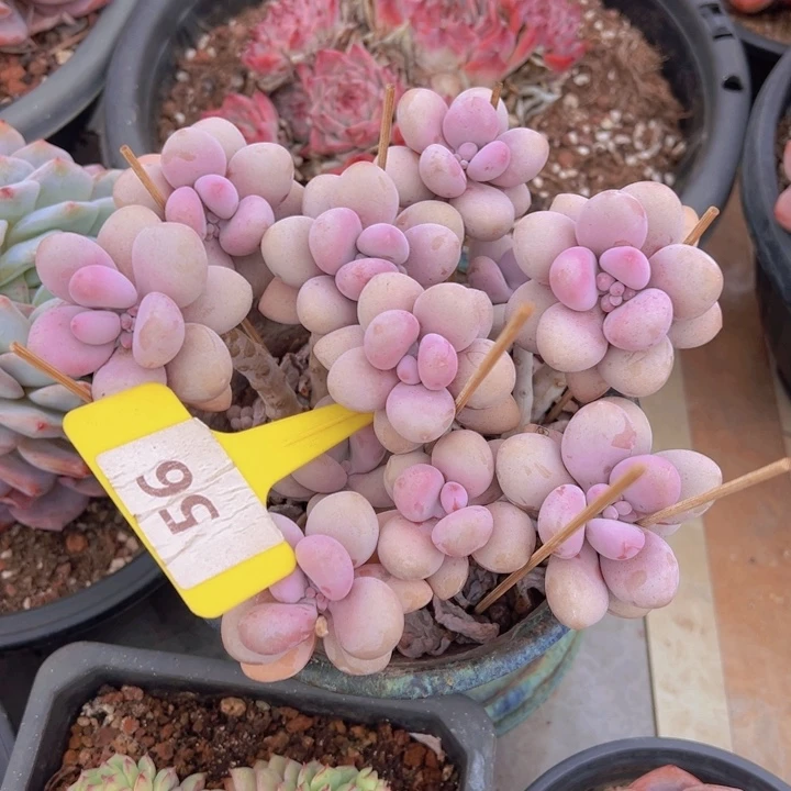 健健康康平平安安